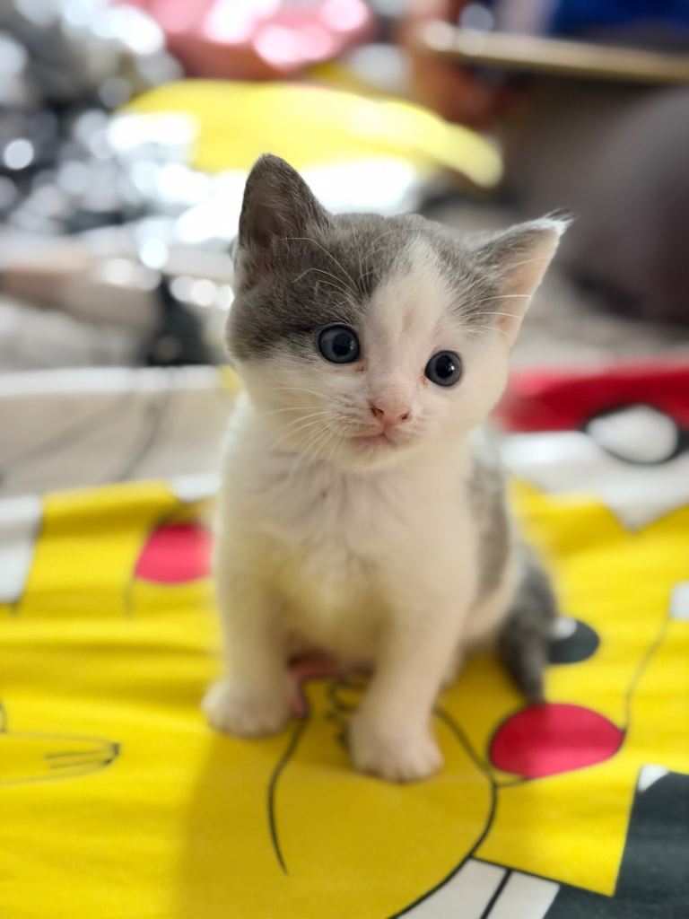 Adorable Kittens Looking for Forever Homes
