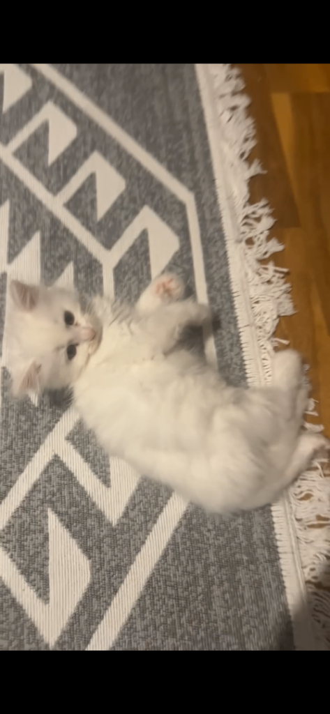 White Beautiful Kitten (FOOD AND SUPPLIES INCLUDED)