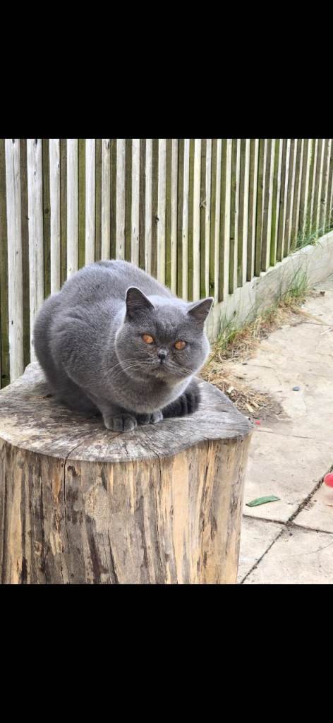 image for Male british shorthair 