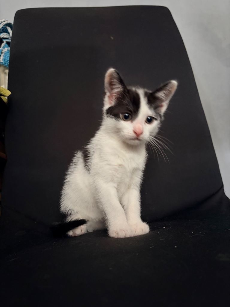 Kittens £40 to ensure good home 