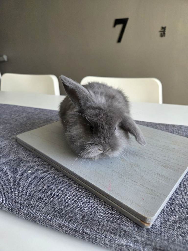 Teddy lops baby rabbits