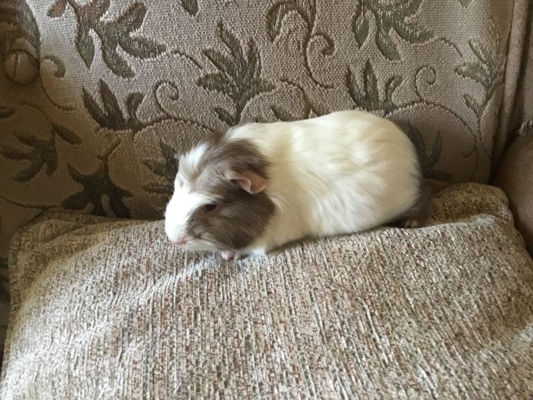 Baby males and females ready now 