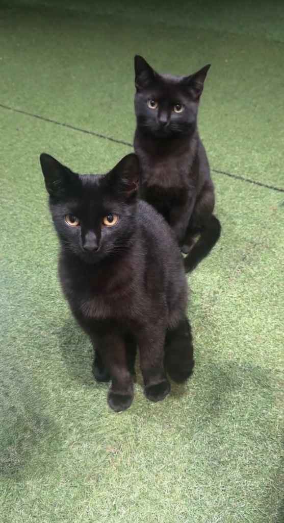 Two Beautiful 7-Month-Old Sibling Cats Looking for a Loving Home 🖤