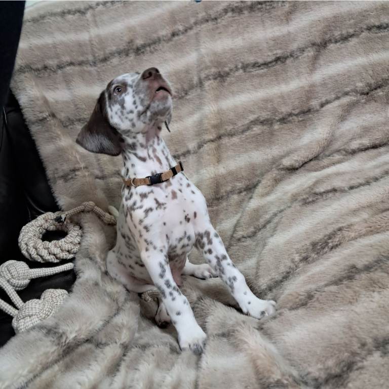 🖤🤍 Stunning Dalmatian Puppies – Raised with Love 🖤🤍
