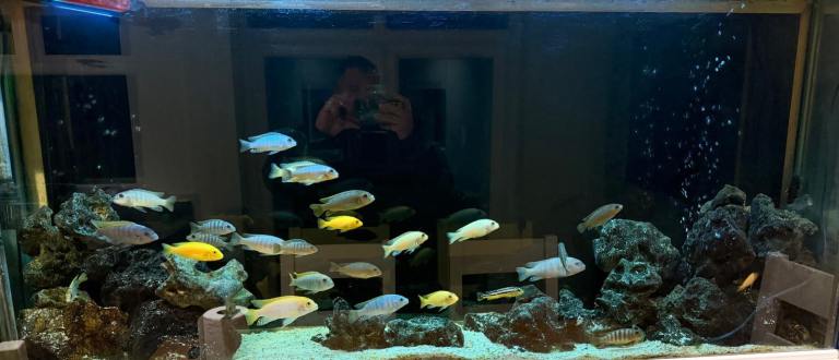 Malawi Cichlids + Catfish for Sale