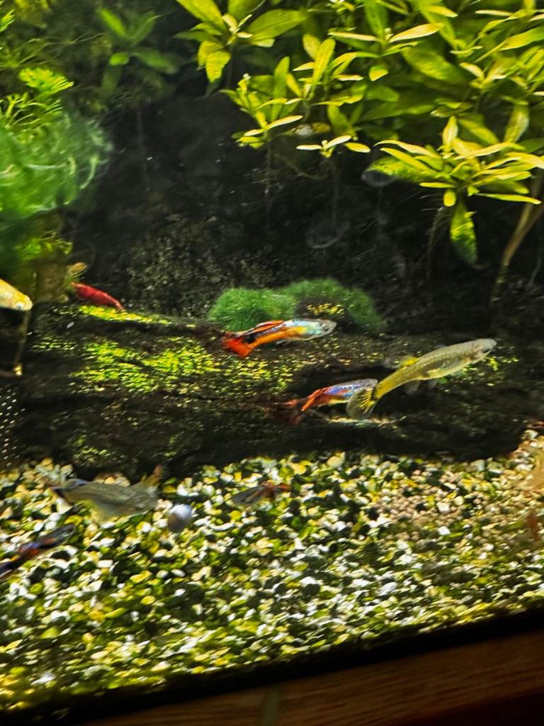 A bag full of guppies