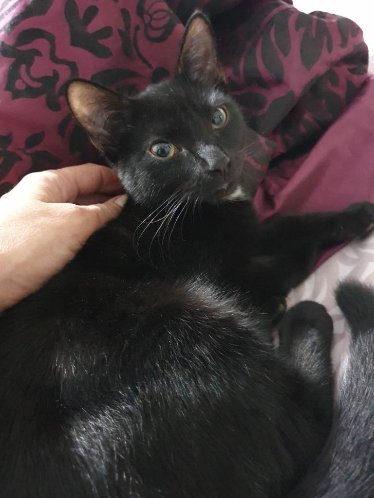 2 lovely kittens male
