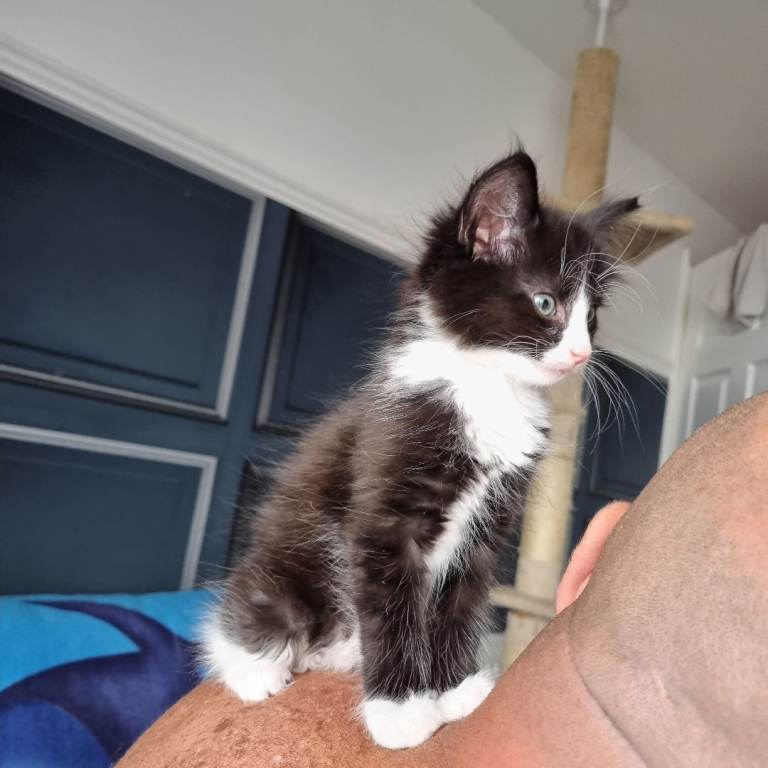 Female maine coon mix kitten