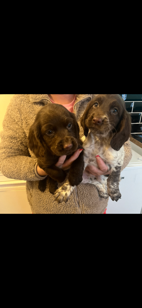 Cocker spaniel puppies