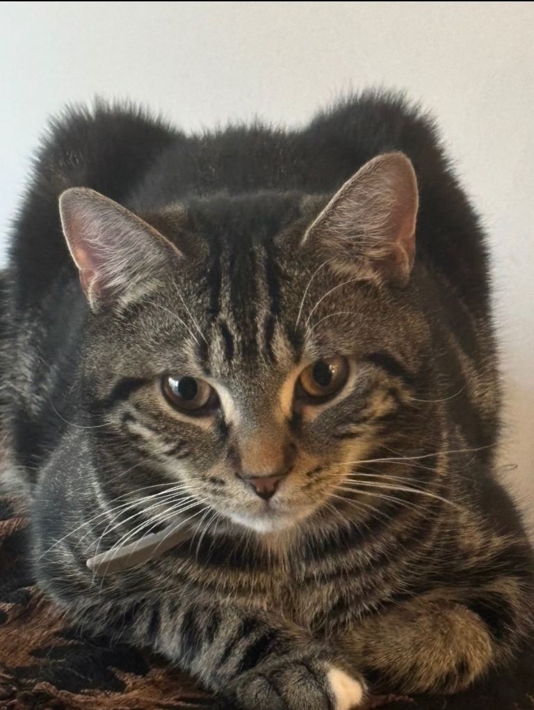 Beautiful male kittens 9 months for sale 