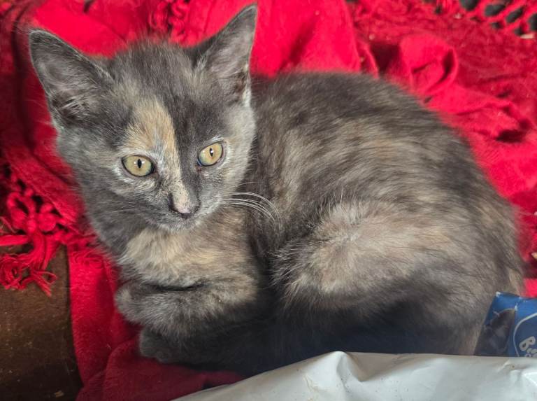 Kittens for sale