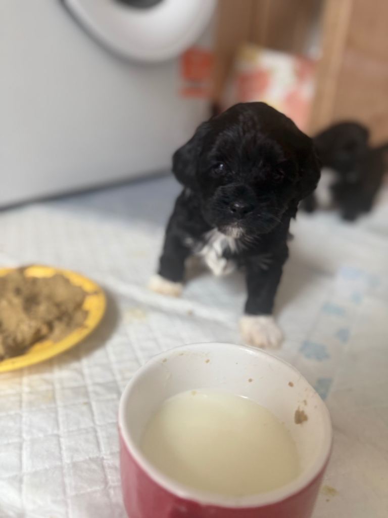 Toy Poodles  (2 Left)