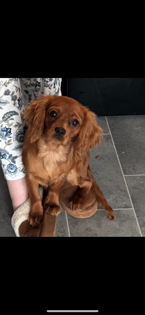 King Charles cavalier puppy