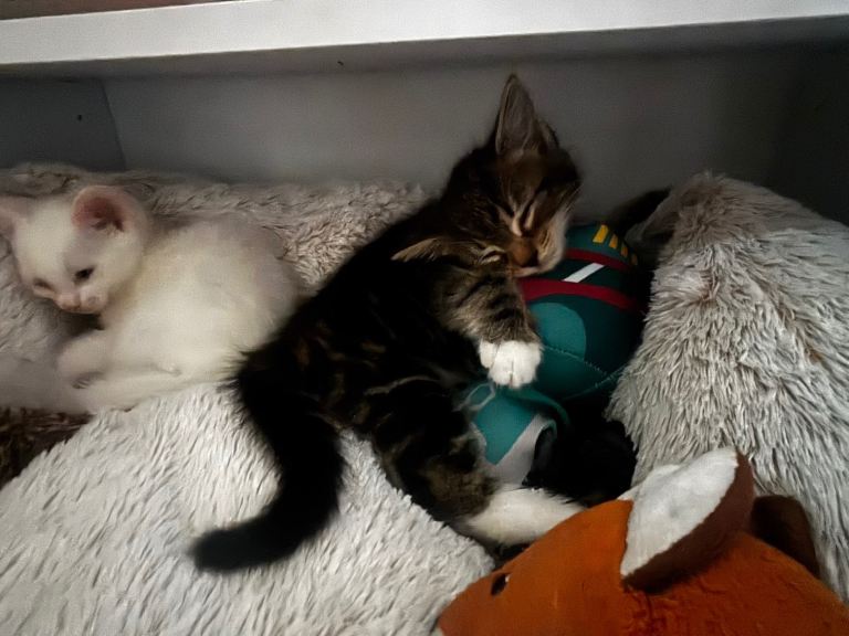 Tabby and white kittens for sale!
