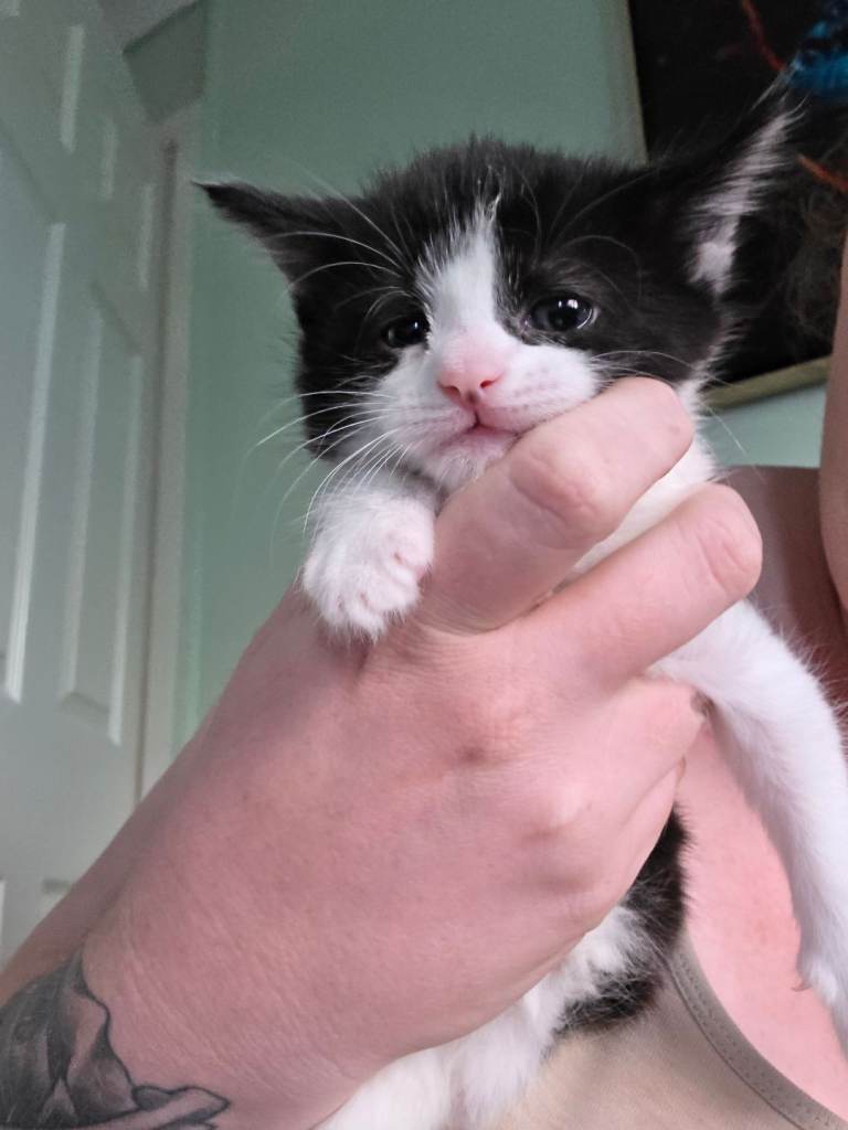 Kittens