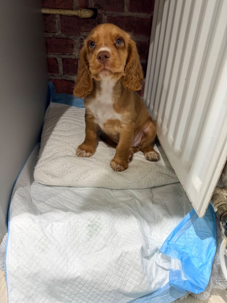 Cocker spaniel pup