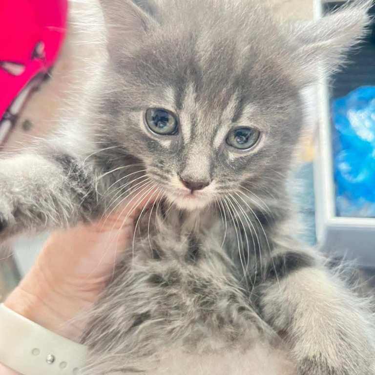 Boys kitten available 