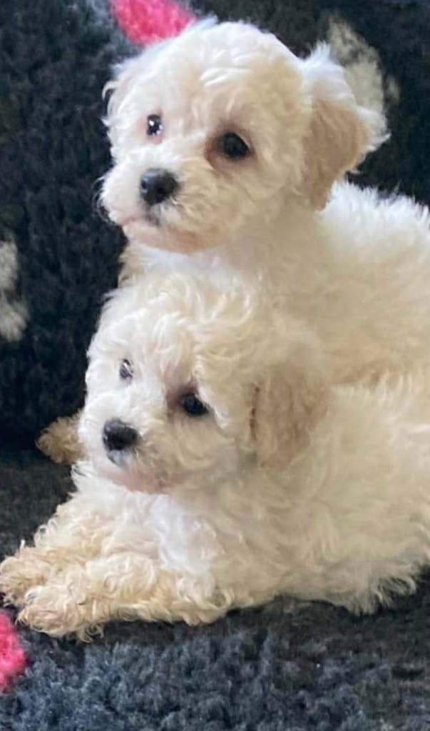Cavachon puppies