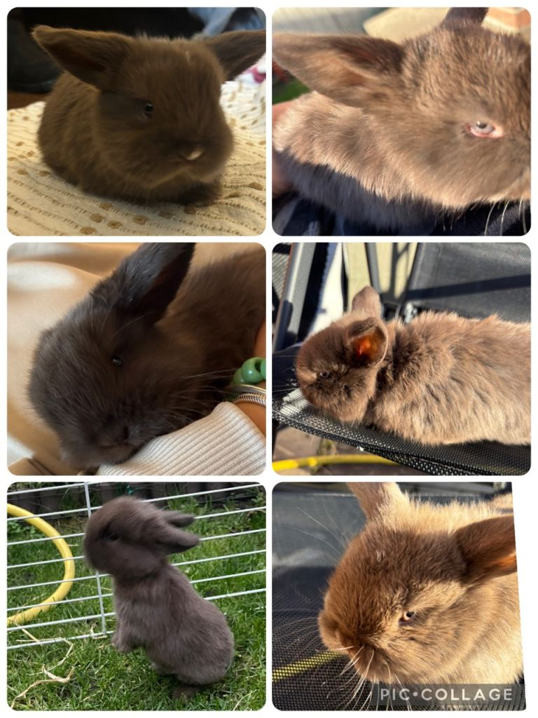 1 chocolate mini lop