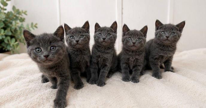 8 week old pure British shorthair x Russian blue kittens 