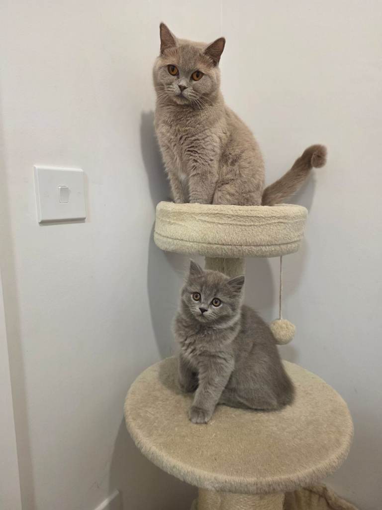 British shorthair kittens 