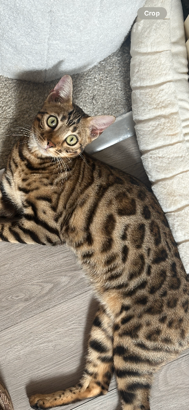 Bengal cat female 
