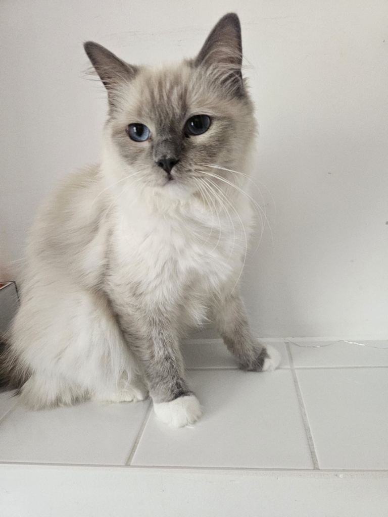 Cute ragdoll bicolour  kitten 