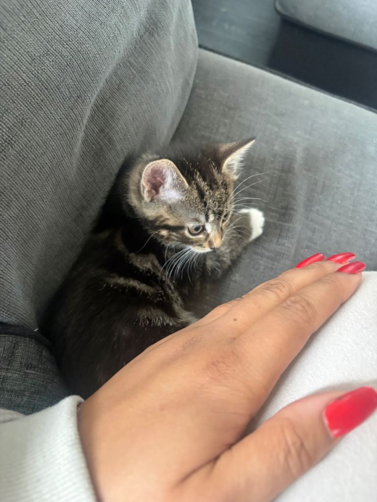 One tabby male kitten left!!!!