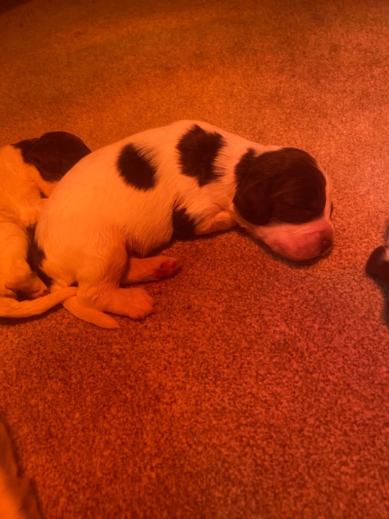 English springer spaniel 