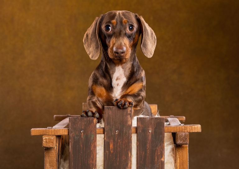 Male Dachshund 