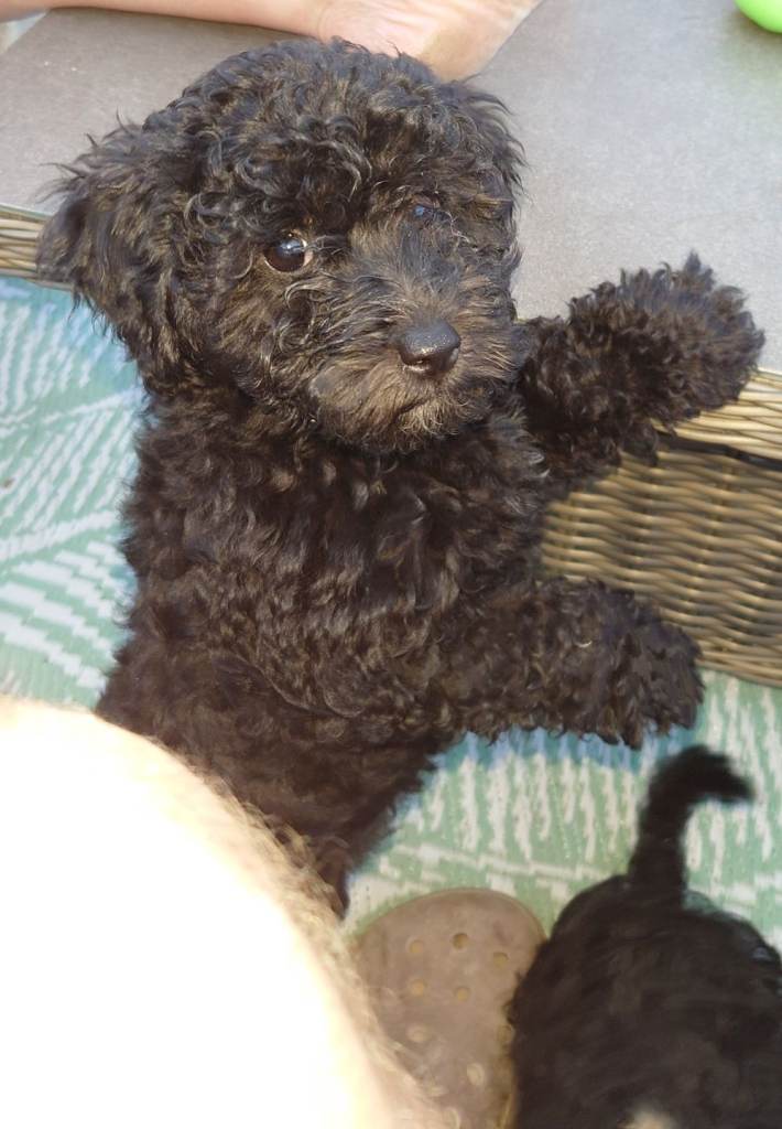 Miniature poodle x
