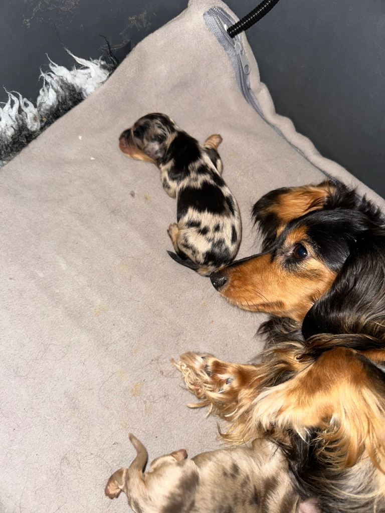 stunning long haired silver dapple boys miniature dachshund