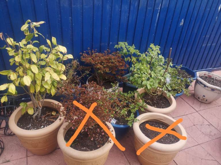 Selection of plants and pots 