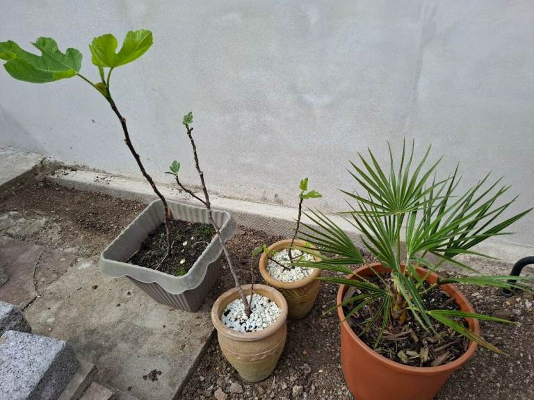 Garden plants bundle