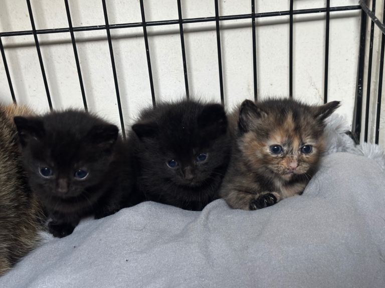 Kitten 