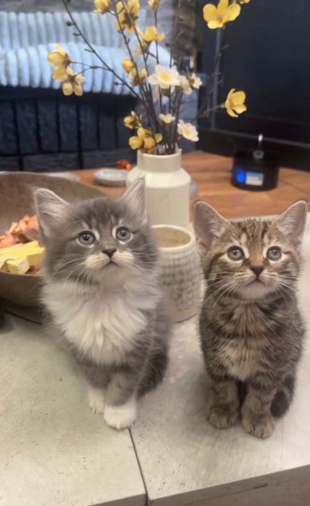 2 female kittens for sale 