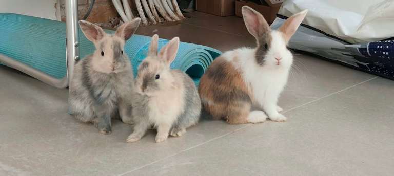 🐰 Beautiful & Gorgeous Baby Rabbits Looking for Their Forever Loving Home! ❤️