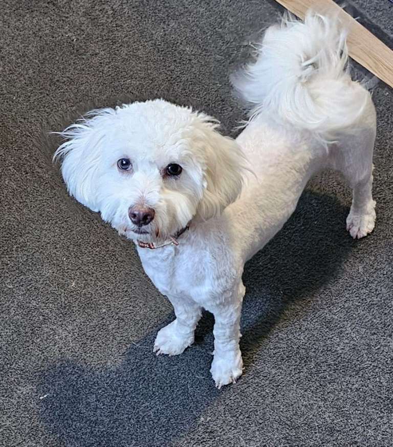 9 month old Bichon Frise Bitch for sale