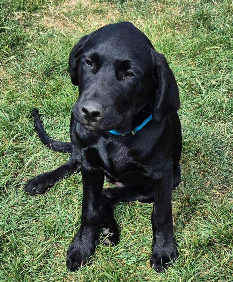 Labrador pups for sale 