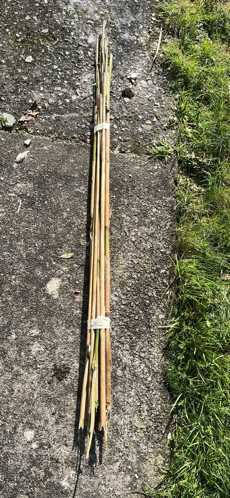 Bamboo canes bundle 