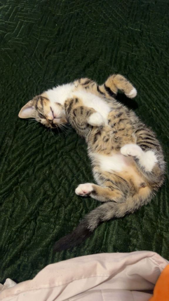 Kitten