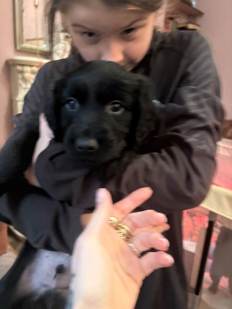 Sprollie puppies ready next week 