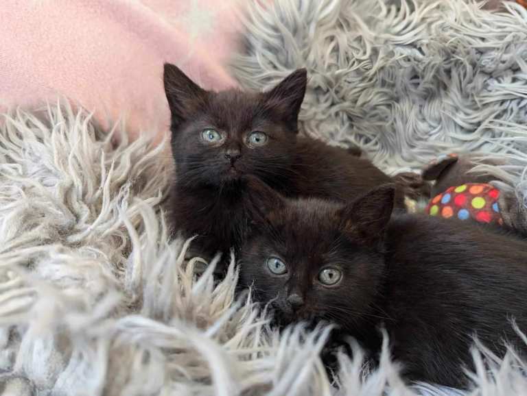 Solid black kitten seeking a loving home
