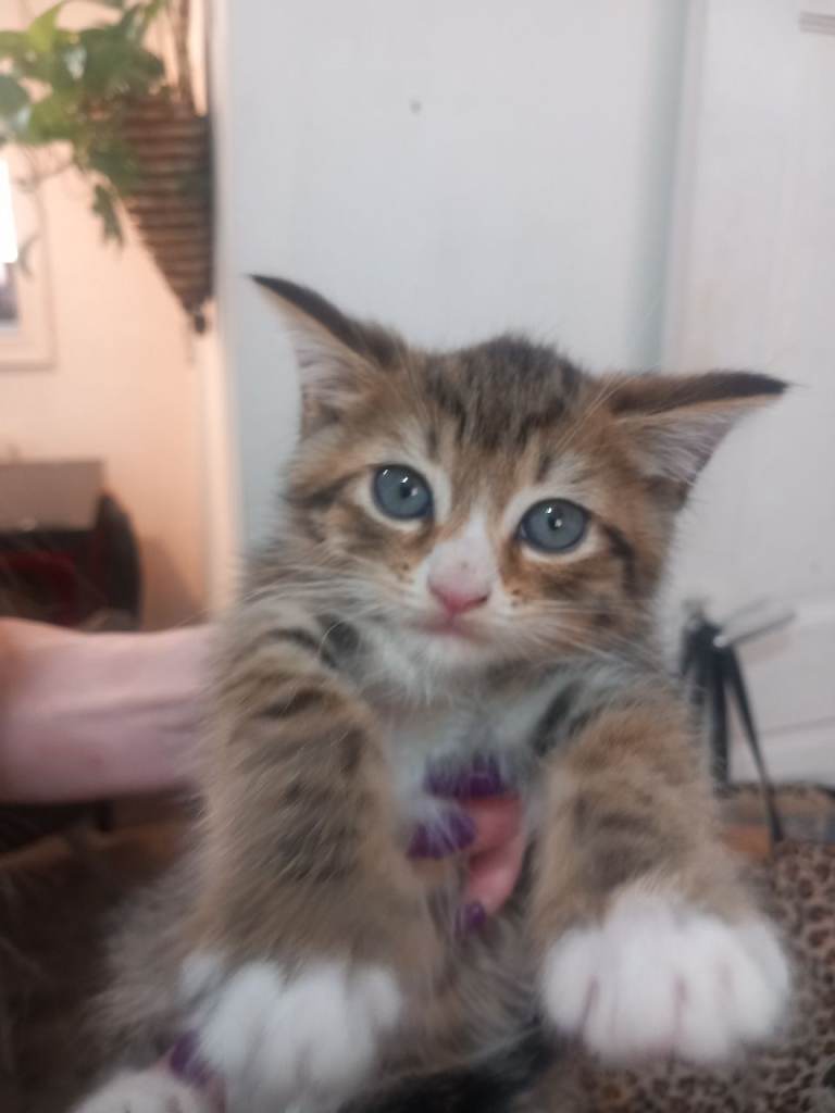 Tabby mix
