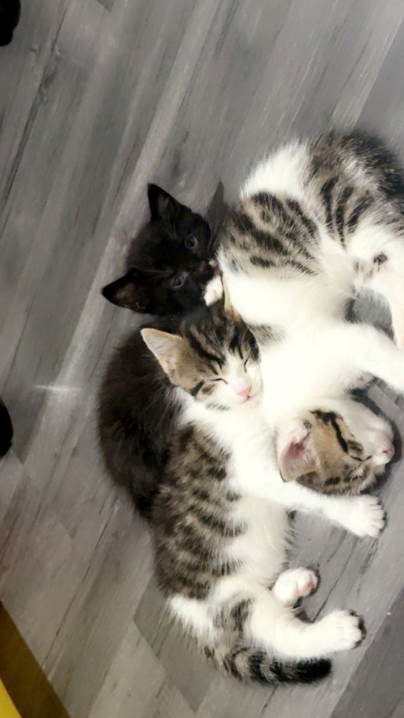 Adorable Kittens Looking for Their Forever Homes