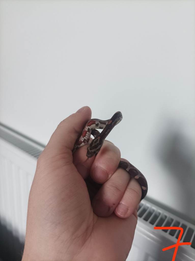 1 x Baby corn snakes for sale 