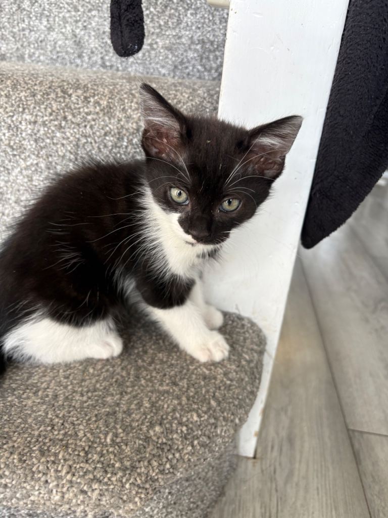 Last kitten