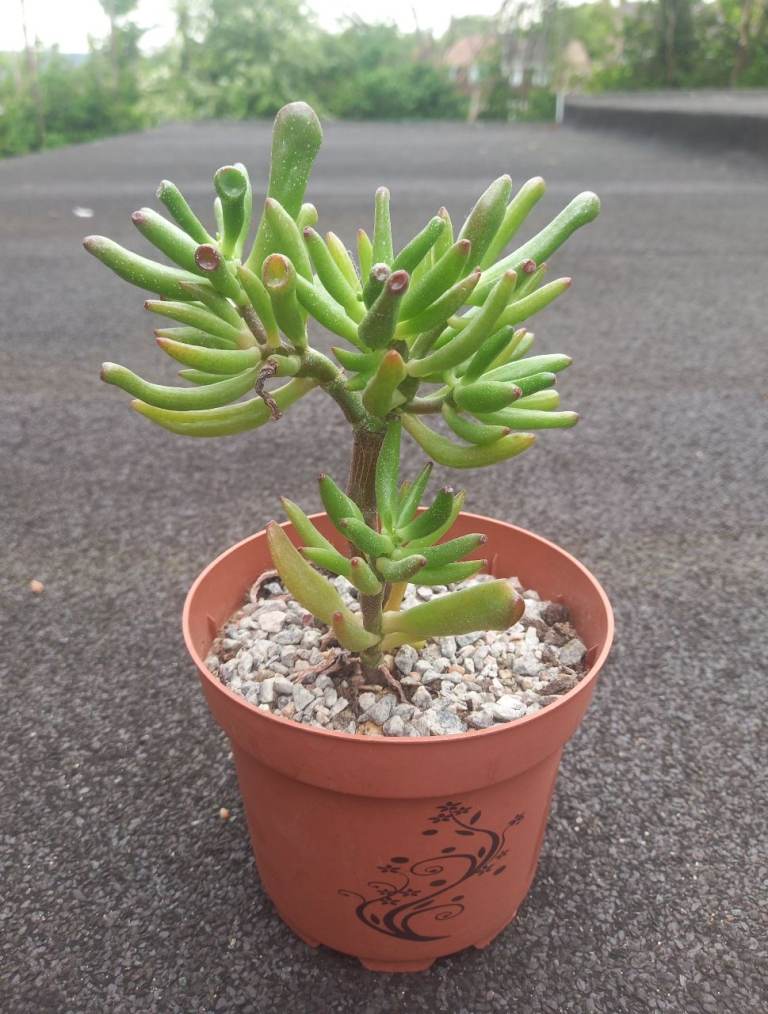 Hobbit jade succulent 