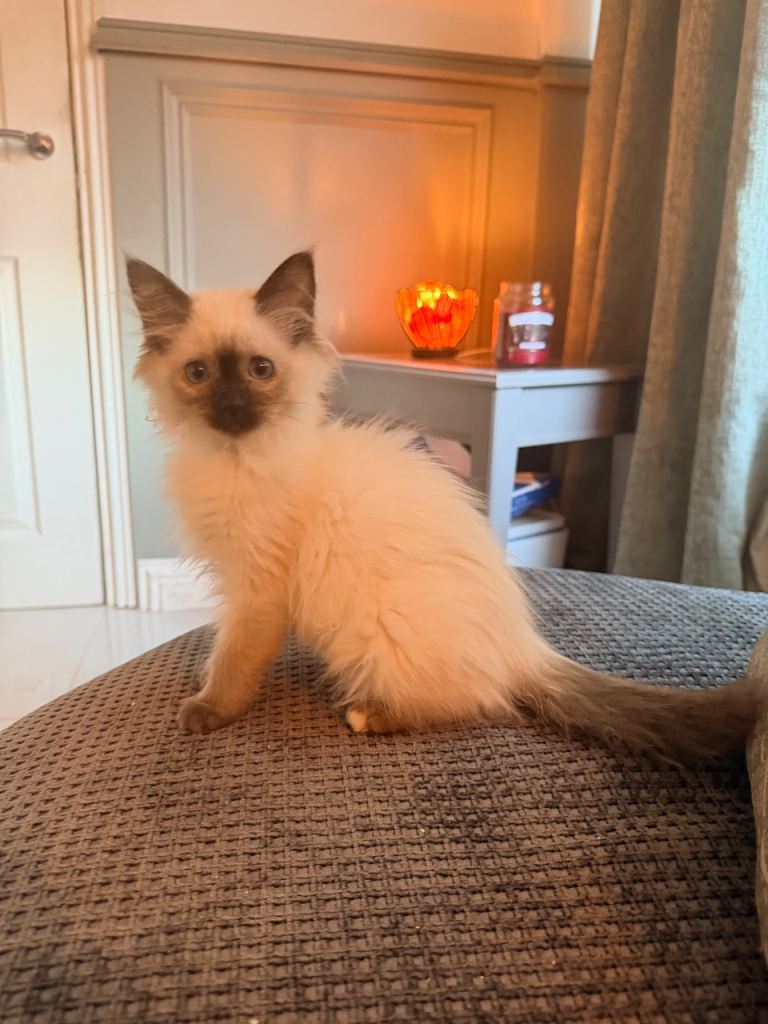 Ragdoll kittens 