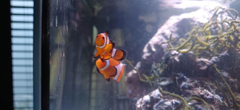 Marine Fish (2 Clownfish, 1 Damsel)